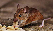 24 Hour & Emergency Exterminators in Lake City, TN